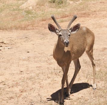 closeup of a male (buck) Black-tailed deer