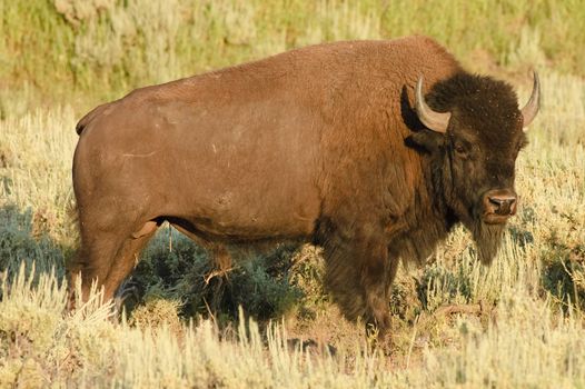 American Bison on the plain