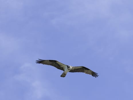 Osprey circling overhead against a blue sky