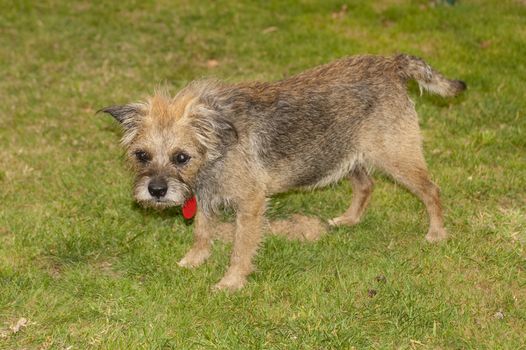 small terrier