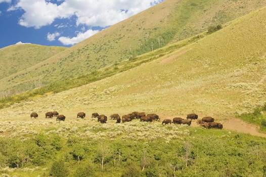 buffalo herd in the teotons national park at a safe distance