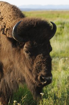 closeup of a wild free roaming Buffalo in Teton National Park