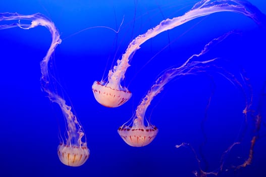 trio of beautifully delicate, transparent and colored jelleyfish (scyphozoa) swimming in a blue oceanic background