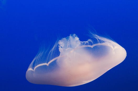 closeup of a solitary jellyfish