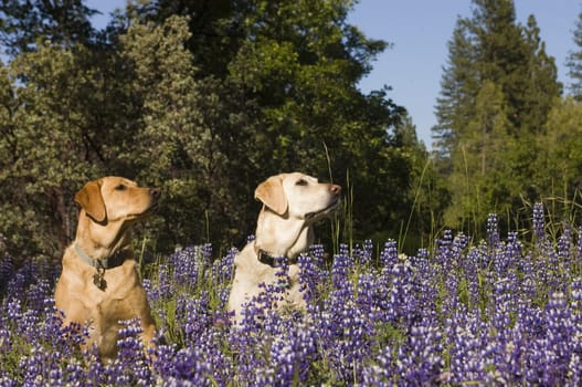 Two female Labradors sitting in the wildlflowers