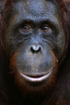 Orangutan Ben. A portrait of the young orangutan on a nickname Ben. Close up at a short distance