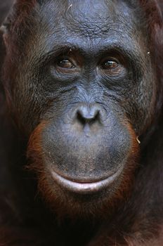 Orangutan Ben. A portrait of the young orangutan on a nickname Ben. Close up at a short distance