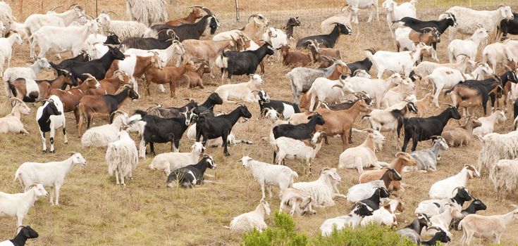 large goatherd feeding and resting