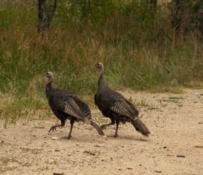 Wild turkey in Estes Park, Colorado