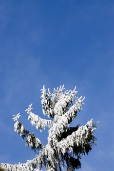 winter fir treetop with snow and hoar on blue sky background