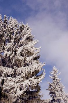 big firs in snow and hoar on sky background