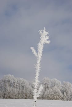 winter landscape with hoar plant and sky