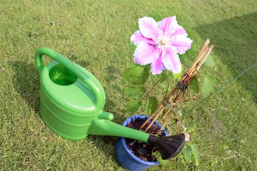 a beautiful clematis in a pot beside a watering can in a garden