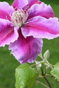 a beautiful clematis against a green grass background