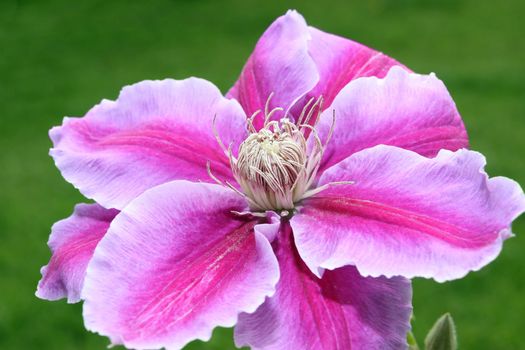 a beautiful clematis against a green grass background