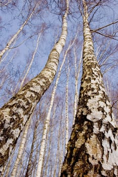 two march birches on spring blue sky background vertical picture