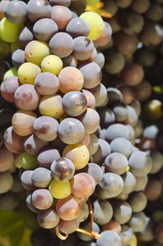 ripening red grapes on the vine in a vineyard in Napa Valley, California