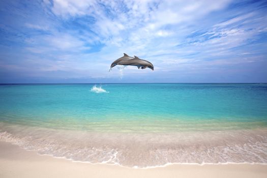 Two dolphins jumping in the Caribbean sea