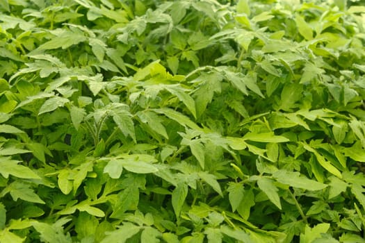 Young tomato plants before planting into the soil 