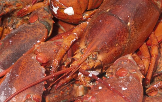 closeup of freshly cooked lobster