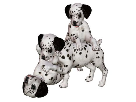 Dalmatian puppies at play  - isolated on white