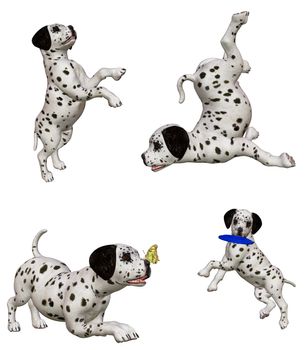 Dalmatian puppies at play  - isolated on white