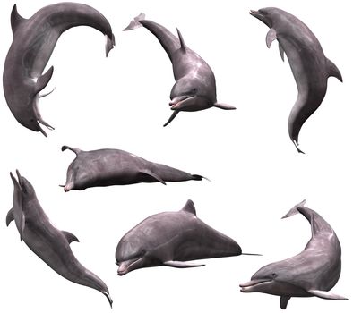many Dolphins in pose - isolated on white