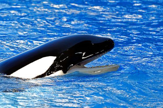 A portrait of a Killer whale in the turquoise water