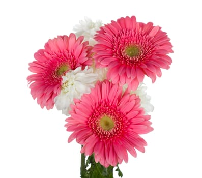 close-up bouquet with gerbera and chrysanthemum, isolated on white