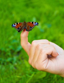 butterfly sitting on finger, selective focus