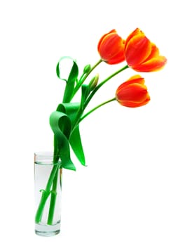 three beautiful tulips in a glass vase