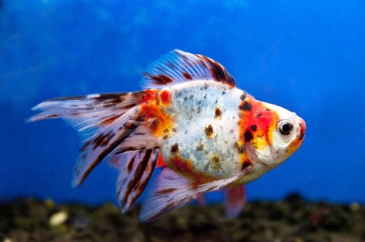 colorful fish swim under water in the calm ocean