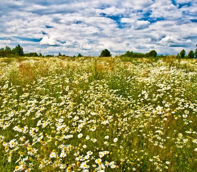 summer chamomiles field with blue sky background