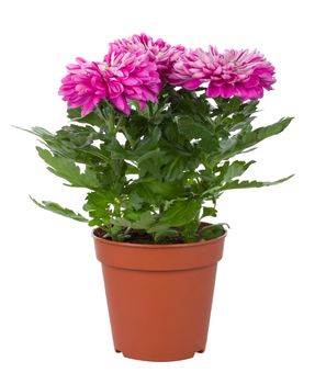 close-up pink chrysanthemum flowers in pot, isolated on white
