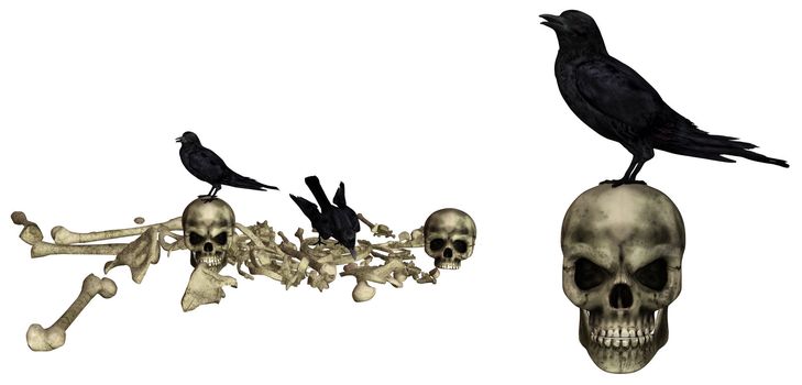 Ravens sit on skeletons - isolated on white