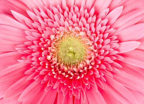 macro shot of pink gerbera flower, isolated on white