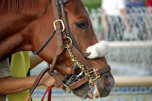 Portrait of a thoroughbred race horse being walked in the paddock area of a south florida race track