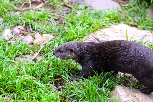 Oriental Small-Clawed Otter - Aonyx cinerea - moving through grass