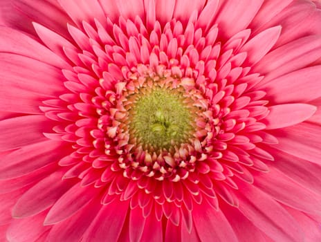 macro shot of pink gerbera flower, isolated on white