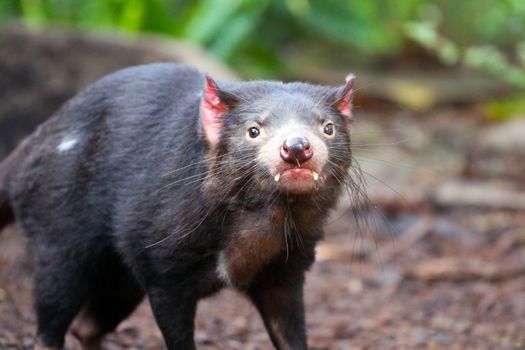 Tasmanian Devil - Sarcophilus harrisii - Shallow Depth of Field