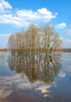 many trees in water-meadow