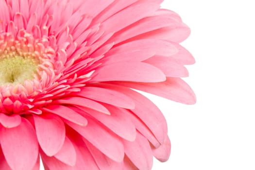 close-up petals of gerbera, selected focus, isolated on white