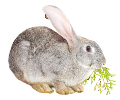 close-up gray rabbit eating carrot leaf, isolated on white