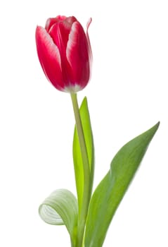 close-up red-white tulip, isolated on white