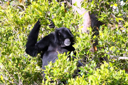 Male White-Cheeked Gibbon sitting in Tree - Hylobates leucogenys