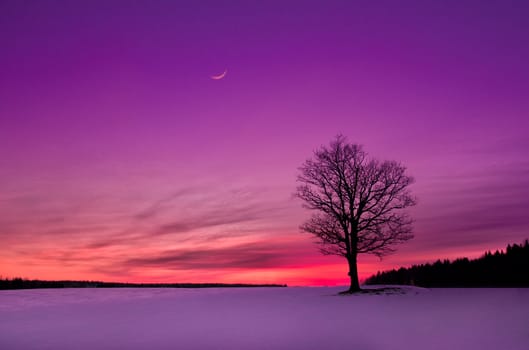 idyllic sunset in the field