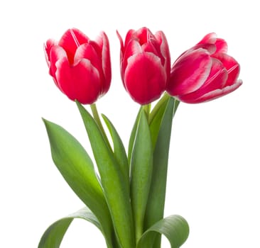 three red-white tulips bouquet, isolated on white