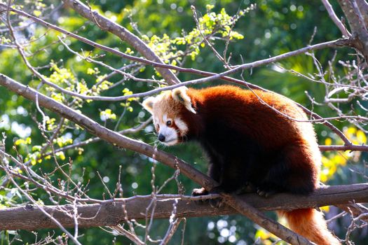 Red Panda sitting in Tree - Ailurus fulgens