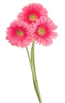 close-up wet pink gerbera flowers, isolated on white