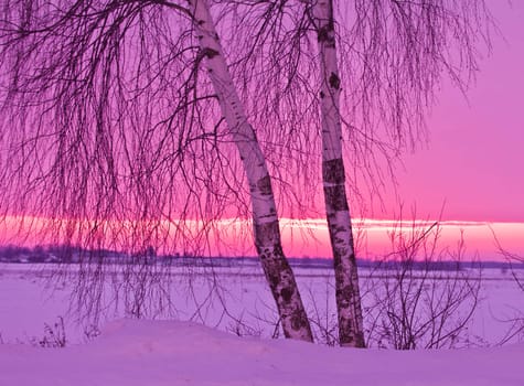 two birch on sunset in the field